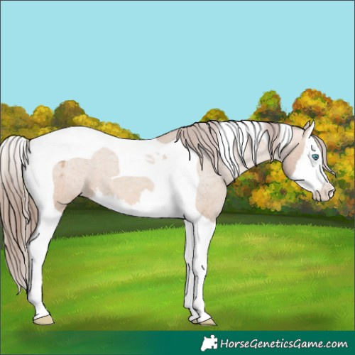 Horse Color:Amber Champagne Splash Tobiano Appaloosa 