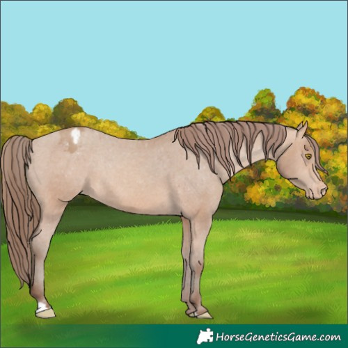 Horse Color:Amber Champagne Blanket Rabicano