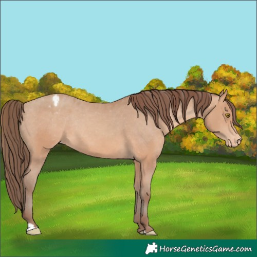 Horse Color:Amber Champagne Appaloosa Rabicano 