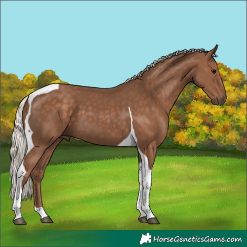 Horse Color:Silver Black Tobiano 