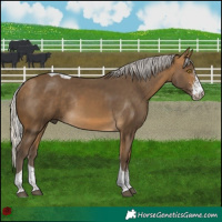 Horse Color:Silver Buckskin Sabino Tobiano Rabicano