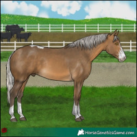 Horse Color:Silver Buckskin Sabino Tobiano Rabicano 