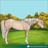 Horse Color:Chocolate Palomino Pearl