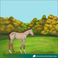 Horse Color:Red Dun