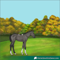 Horse Color:Grullo Tobiano