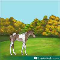 Horse Color:Liver Red Dun Tobiano Rabicano 