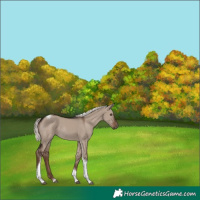 Horse Color:Liver Red Dun Mushroom Tobiano Rabicano 