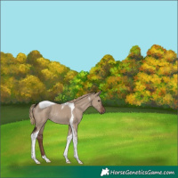 Horse Color:Liver Red Dun Tobiano Rabicano 