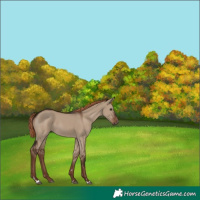 Horse Color:Liver Red Dun Rabicano 