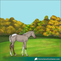 Horse Color:Liver Red Dun Mushroom Tobiano Rabicano 