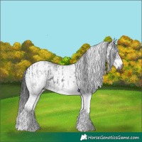 Horse Color:Gray White Spotted Black  and Gray White Spotted Black 