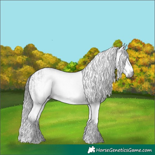 Horse Color:Gray White Spotted Black  and White Spotted Black 