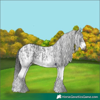 Horse Color:Gray White Spotted Black and White Spotted Black