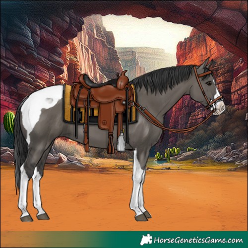 Horse Color:Grullo Splash Tobiano 