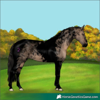 Horse Color:Void Brown Dun Tobiano 