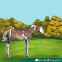 Horse Color:White Spotted Silver Brown Dun Splash Tobiano Rabicano 