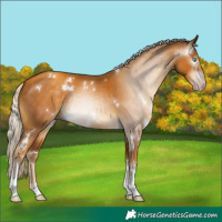 Horse Color:Gray White Spotted Gold Cream Champagne Rabicano 