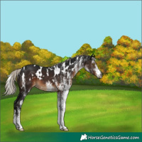 Horse Color:Gray White Spotted Silver Brown 