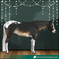 Horse Color:Gray Silver Buckskin Splash Tobiano Rabicano