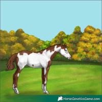 Horse Color:Unknown 