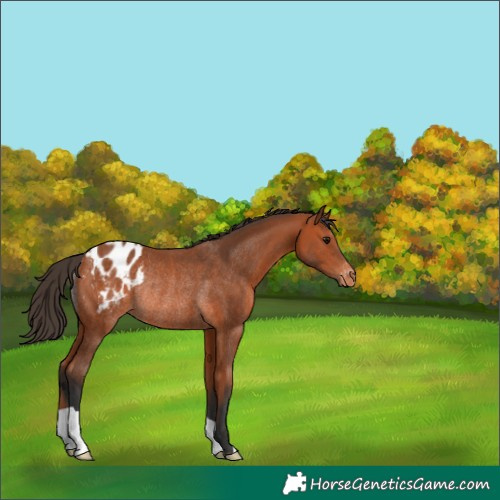 Horse Color:Unknown 