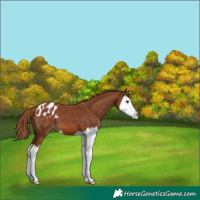 Horse Color:Chestnut Splash Appaloosa 