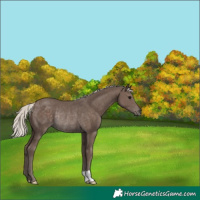 Horse Color:Unknown 