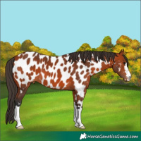 Horse Color:Bay Appaloosa