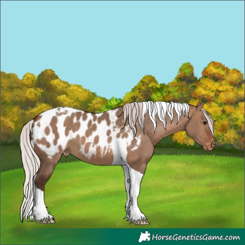 Horse Color:Silver Bay Dun Tobiano Blanket 