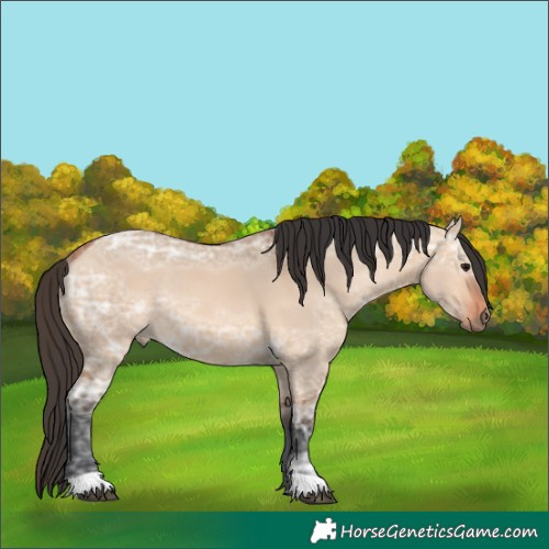 Horse Color:Unknown 