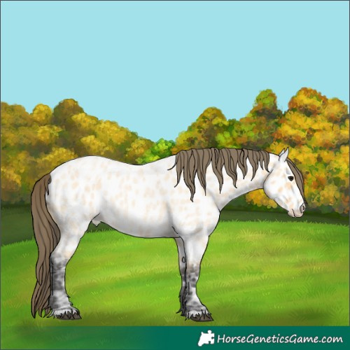 Horse Color:Buckskin Ice Roan Near Leopard 