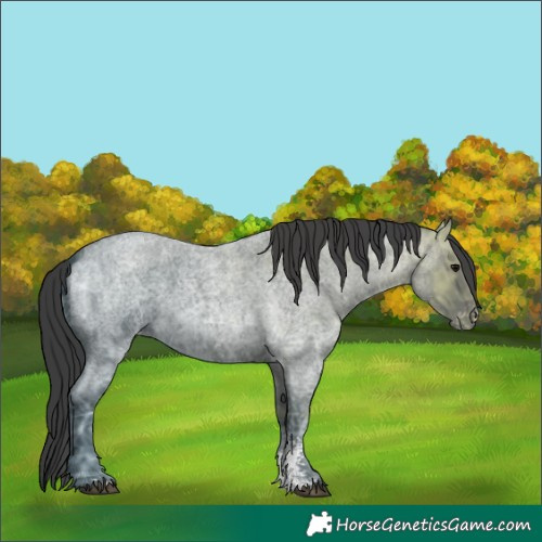Horse Color:Blue Ice Roan Sabino Varnish 