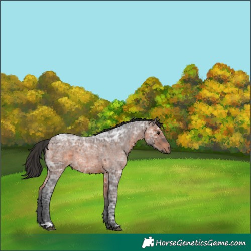 Horse Color:Brown Ice Roan 