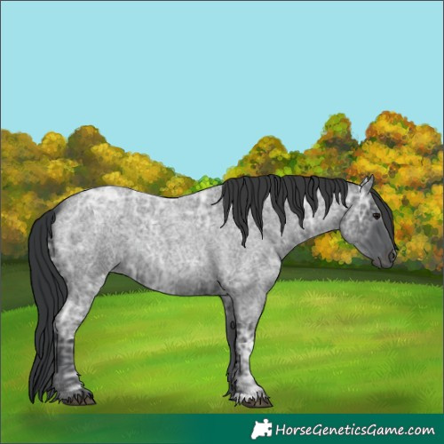 Horse Color:Blue Ice Roan 