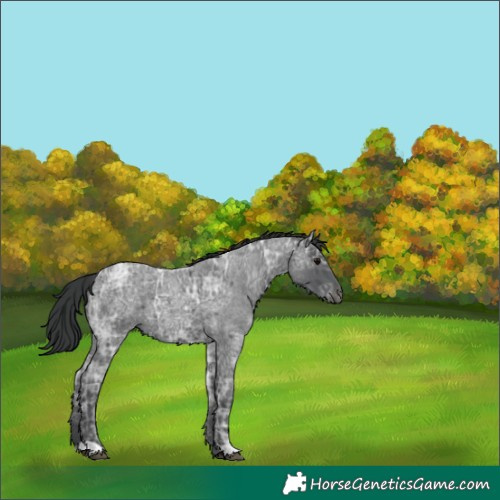 Horse Color:Blue Ice Roan 