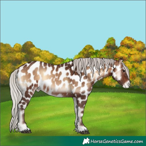Horse Color:Silver Brown Onyx Near Leopard 