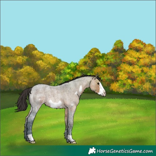 Horse Color:Brown Ice Roan Frame 