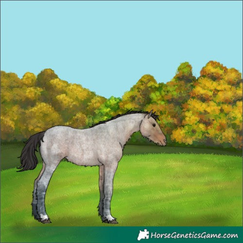 Horse Color:Brown Ice Roan Rabicano 