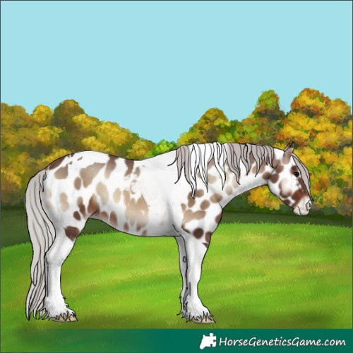 Horse Color:Silver Brown Onyx Tobiano Near Leopard 