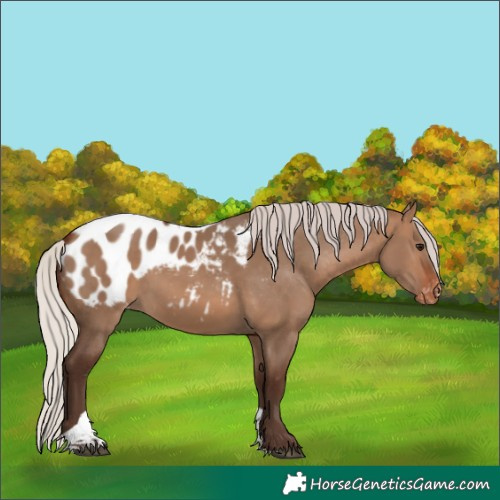 Horse Color:Silver Brown Dun Tobiano Blanket 