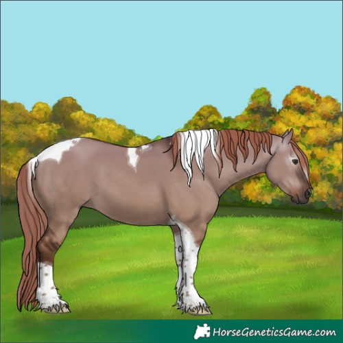 Horse Color:Gray Liver Red Dun Tobiano 