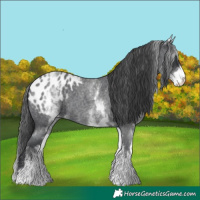 Horse Color:White Spotted Blue Roan Appaloosa 