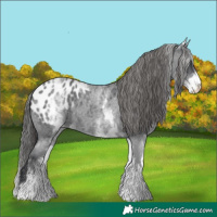 Horse Color:White Spotted Blue Roan Blanket