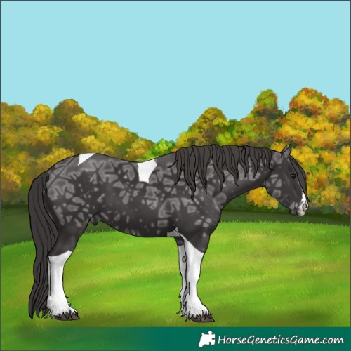 Horse Color:White Spotted Smoky Black Ice Tobiano 