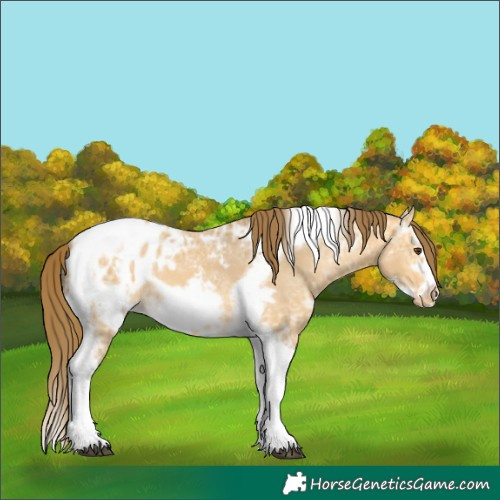 Horse Color:Unknown 