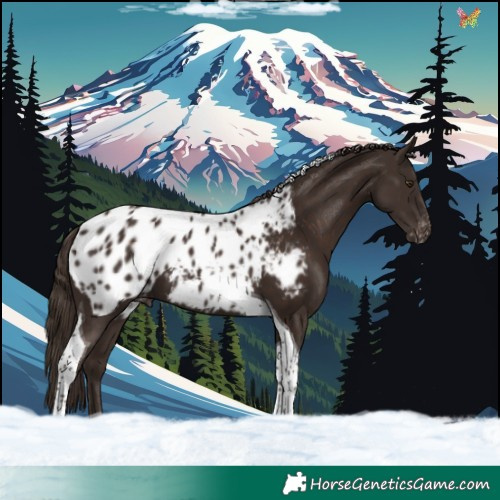 Horse Color:Liver Chestnut Tobiano Appaloosa 