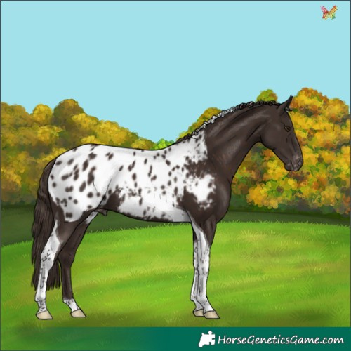 Horse Color:Liver Chestnut Tobiano Appaloosa 
