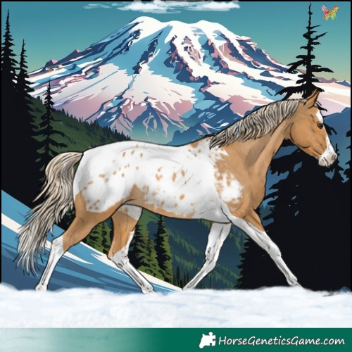 Horse Color:Palomino Splash Tobiano Appaloosa 