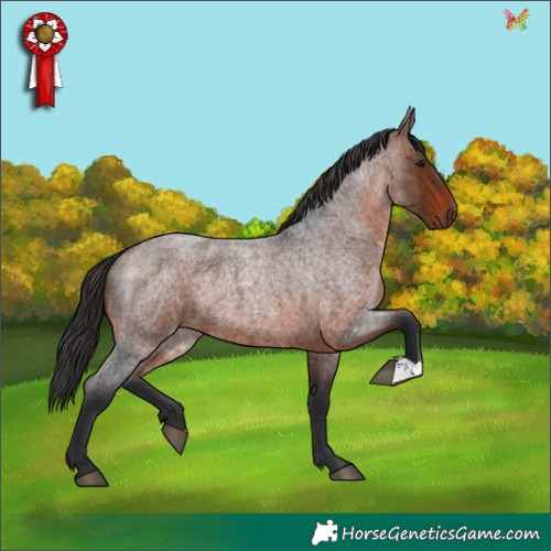 Horse Color:Brown Roan 