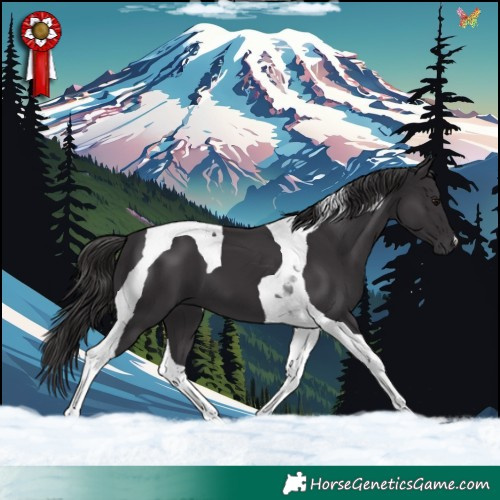 Horse Color:Smoky Black Tobiano 